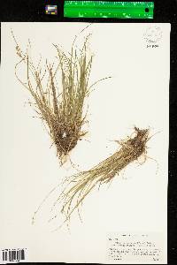 Carex brunnescens image