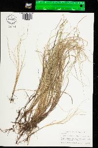 Carex canescens ssp. disjuncta image