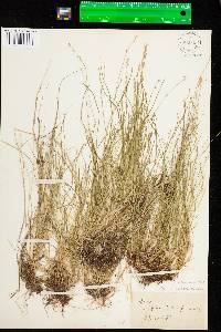 Carex brunnescens image