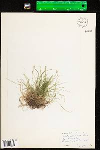 Carex novae-angliae image