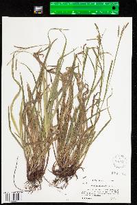 Carex gracillima image