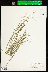 Carex gracillima image