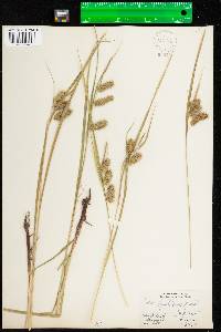 Carex hystericina image