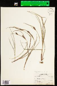 Carex houghtoniana image