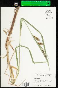 Carex lacustris image