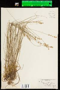 Carex echinata image