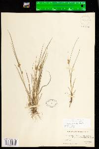 Carex viridula image