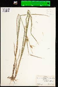 Carex vesicaria image