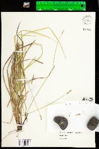 Carex wiegandii image