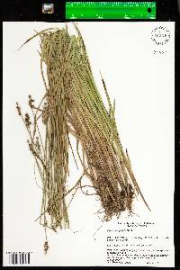 Carex wiegandii image