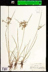 Cyperus dentatus image