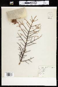 Picea mariana image