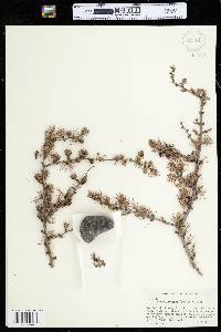 Larix laricina image