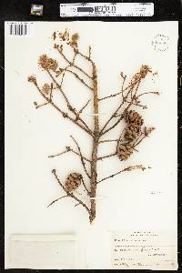 Picea rubens image