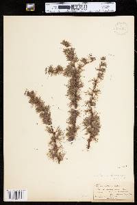 Larix laricina image