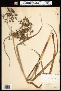 Scirpus microcarpus image