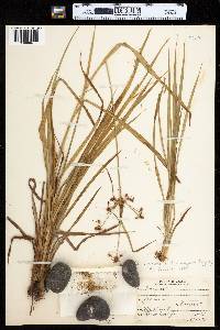 Scirpus hattorianus image