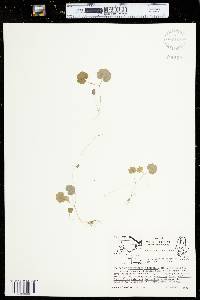 Hydrocotyle americana image