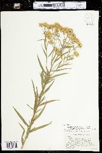 Euthamia graminifolia image