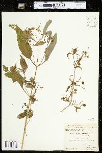 Bidens connata image