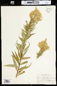 Solidago canadensis image