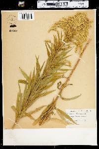 Solidago canadensis image