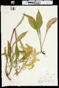 Solidago juncea image