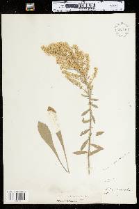 Solidago nemoralis image