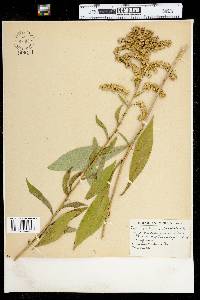 Solidago uliginosa image