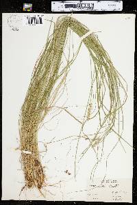 Carex arcta image