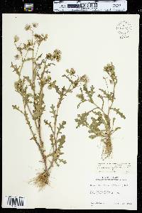 Senecio sylvaticus image