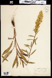 Solidago uliginosa image