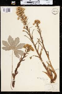 Petasites frigidus var. palmatus image