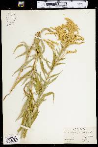 Solidago canadensis image