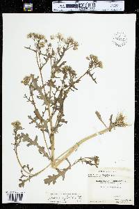 Senecio sylvaticus image