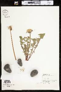 Taraxacum officinale image