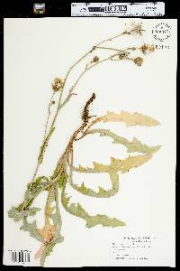 Sonchus arvensis image