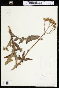 Sonchus arvensis image