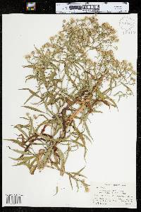 Symphyotrichum lanceolatum ssp. lanceolatum image