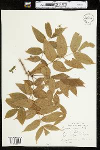 Dichanthelium acuminatum ssp. spretum image