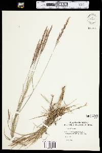 Agrostis stolonifera image