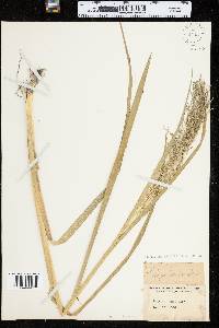 Glyceria grandis var. grandis image