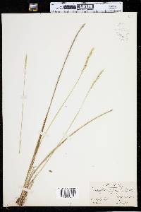 Oryzopsis asperifolia image