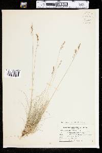 Festuca filiformis image