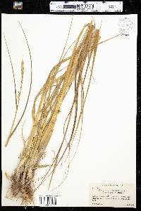 Spartina alterniflora image