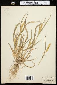 Setaria pumila ssp. pumila image