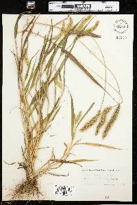 Setaria italica image