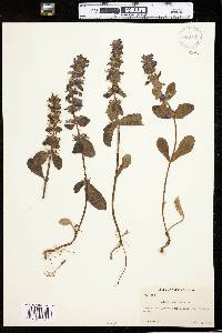 Ajuga genevensis image