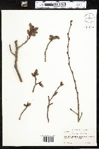 Populus tremuloides image