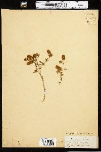 Trifolium arvense image